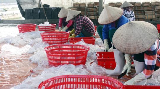 Nghề khai thác sứa